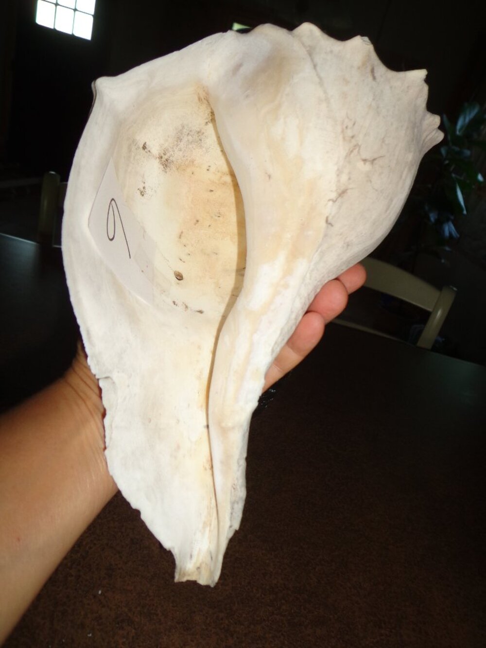 Sea Shell Lightning Whelk 10.5" Heavy & Rough 2 Holes